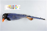 藏品(臺灣藍鵲)的圖片